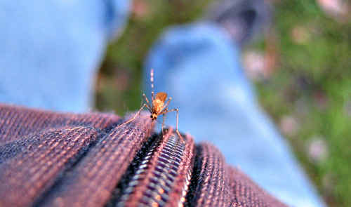 Late summer rainfall, larger than usual high tides and warm conditions have provided favourable breeding conditions for mosquitoes. Late summer rainfall, larger than usual high tides and warm conditions have provided favourable breeding conditions for mosquitoes.